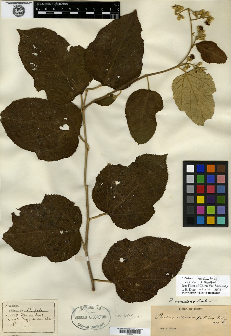 Rubus evadens photo 4