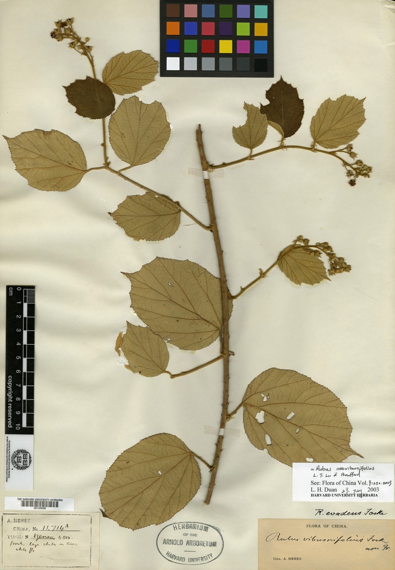 Rubus evadens photo 5
