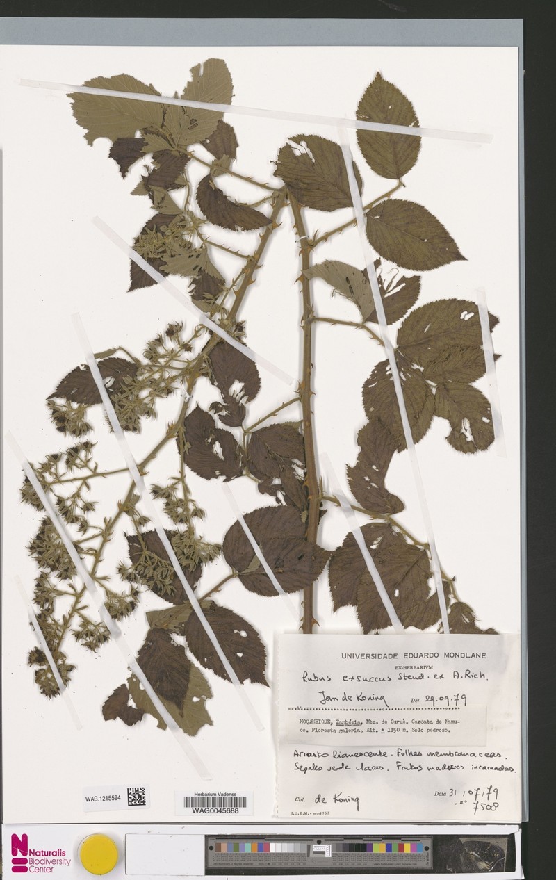 Rubus exsuccus