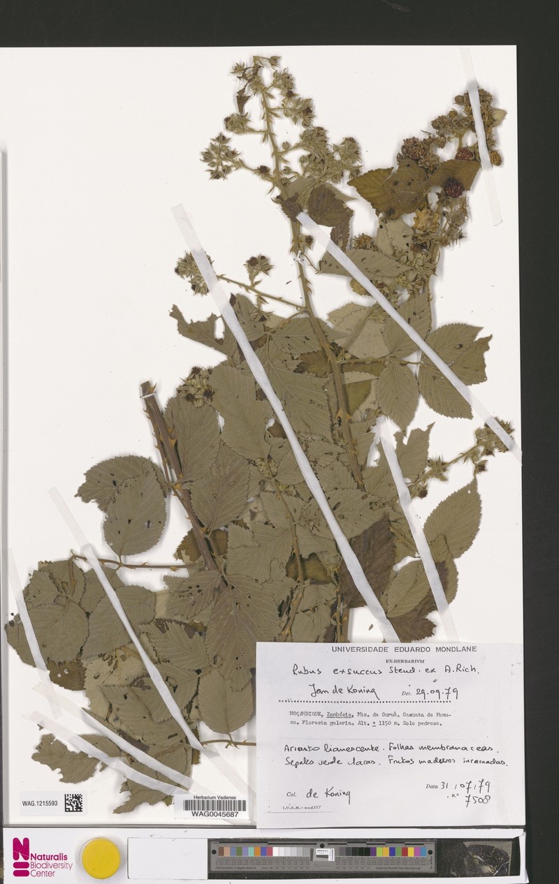 Rubus exsuccus photo 2