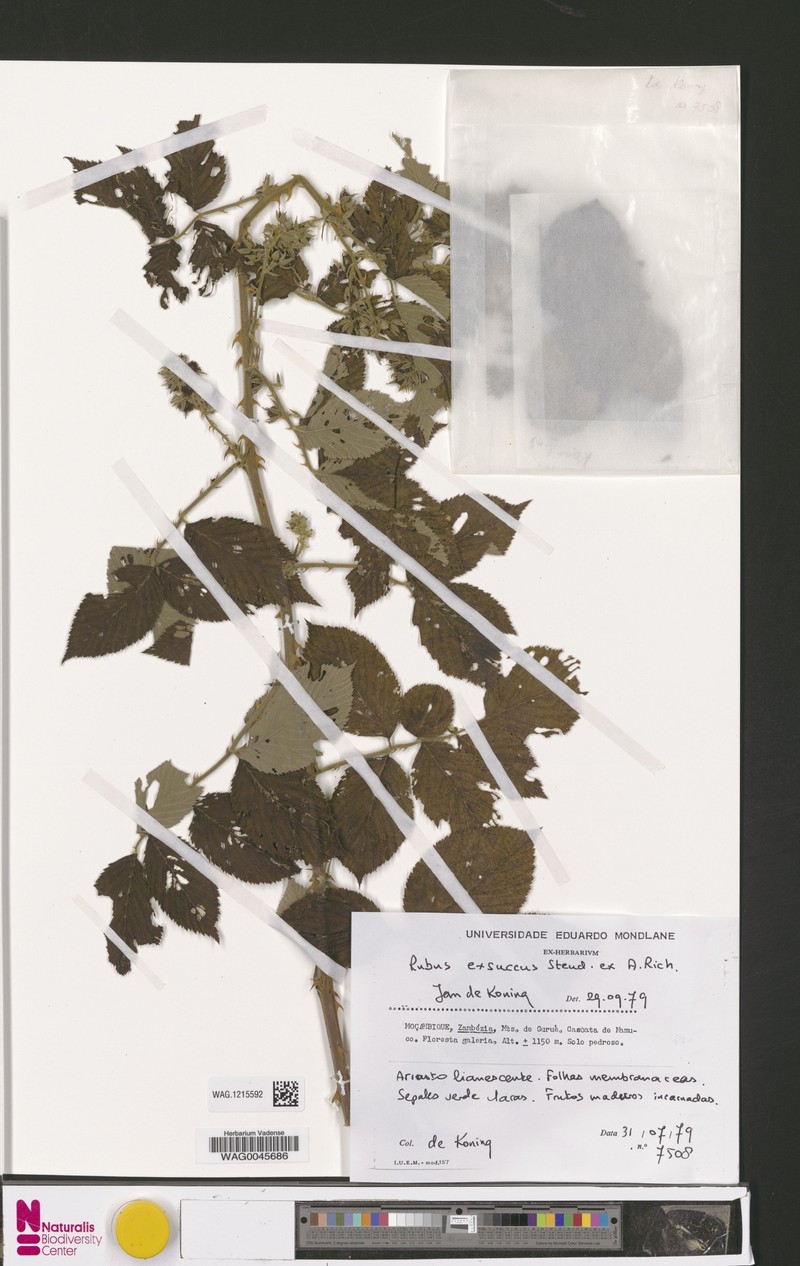 Rubus exsuccus photo 3