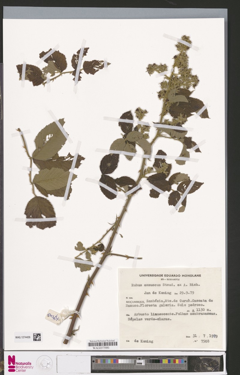 Rubus exsuccus photo 4