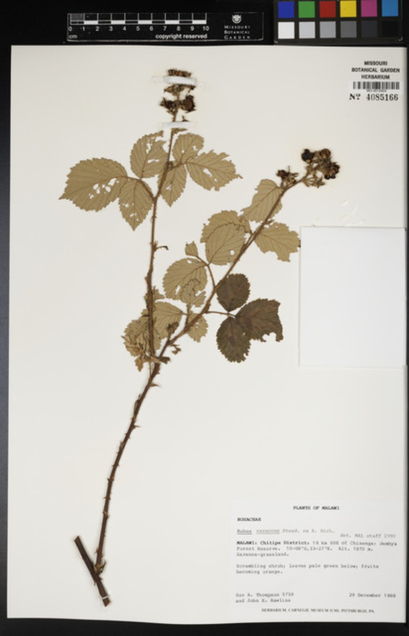 Rubus exsuccus photo 5