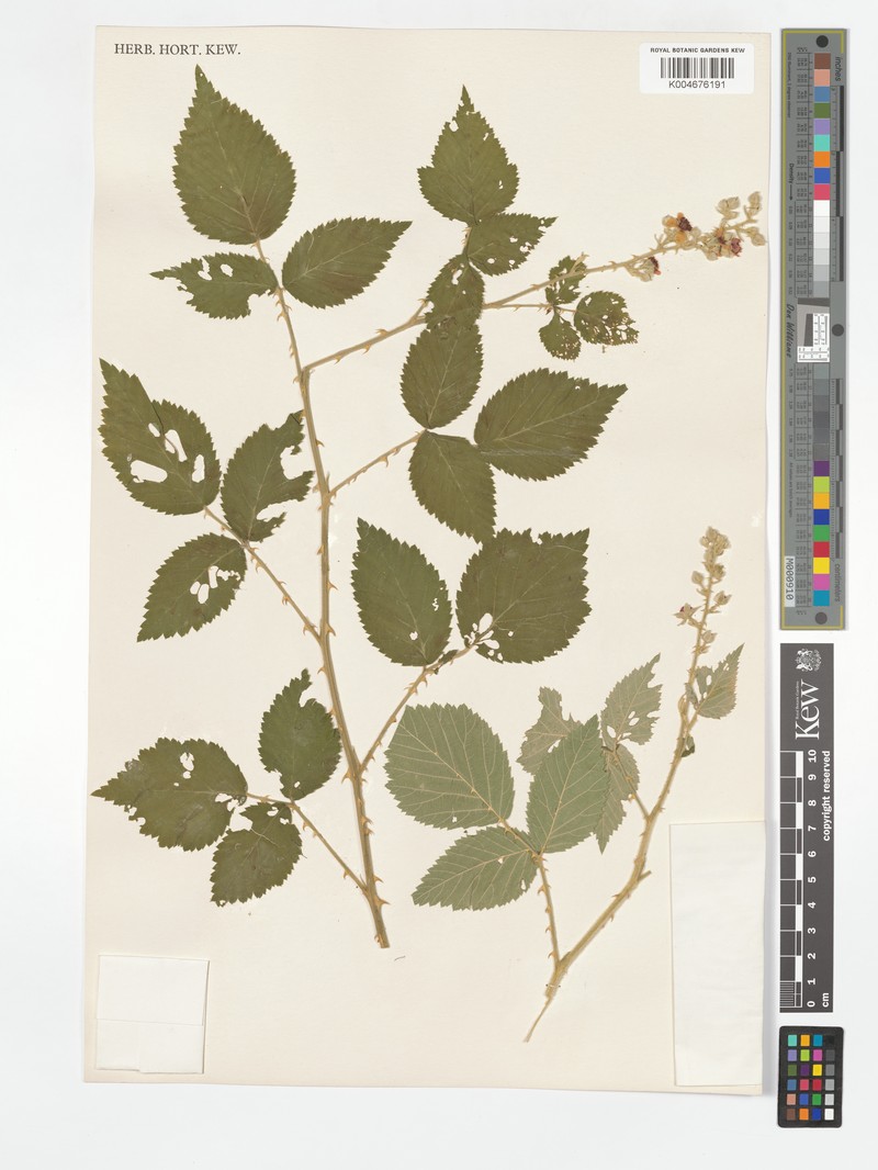 Rubus exsuccus photo 6