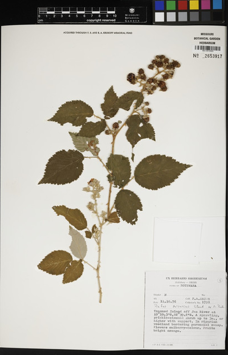 Rubus exsuccus photo 7