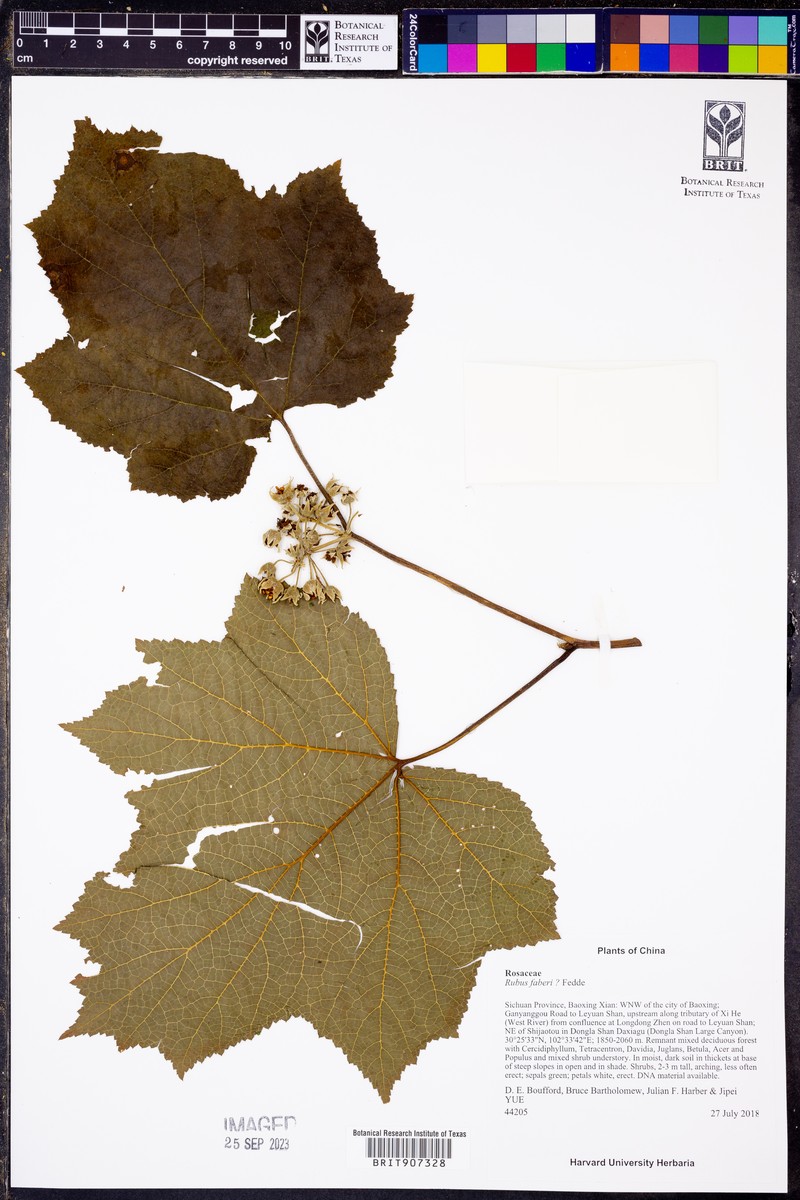 Rubus faberi