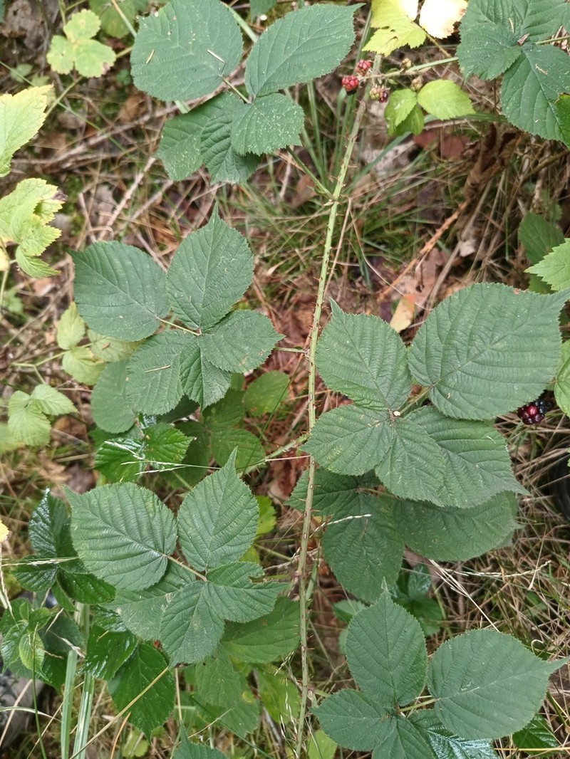 Rubus fabrimontanus
