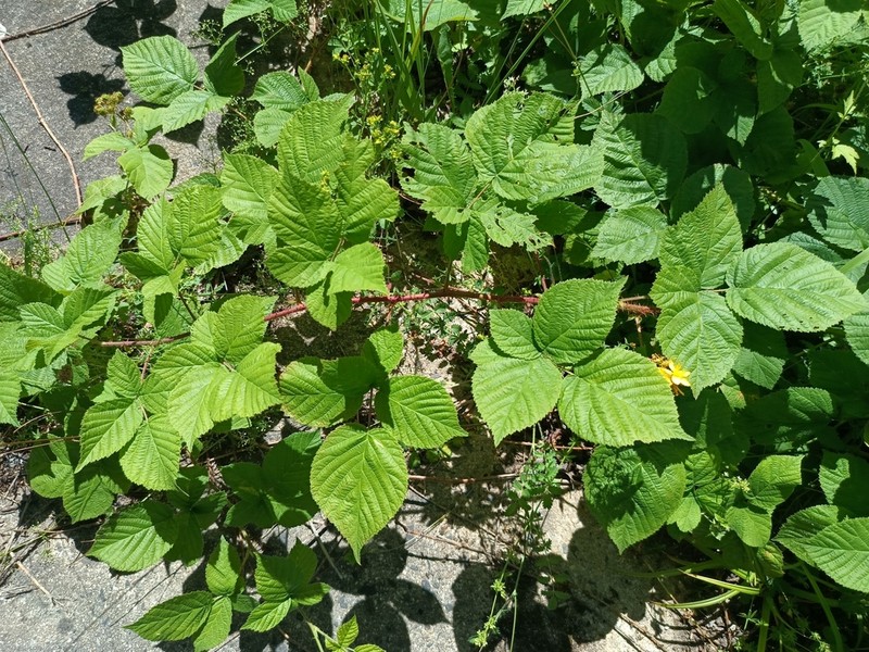 Rubus fabrimontanus photo 2