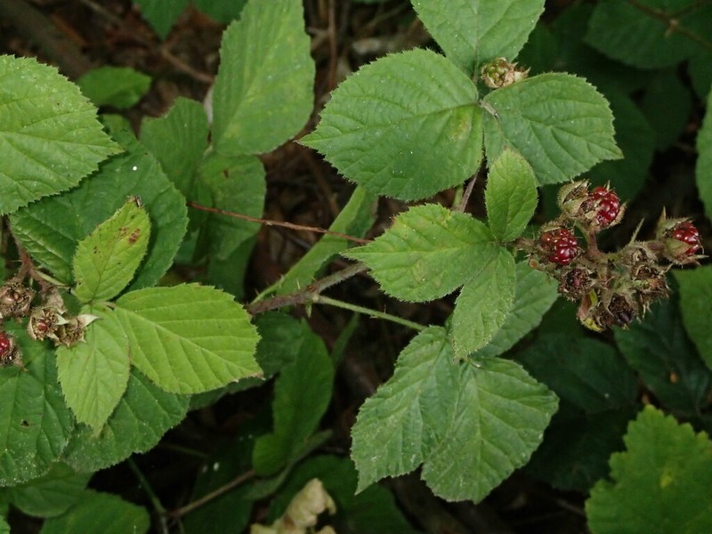 Rubus fabrimontanus photo 3