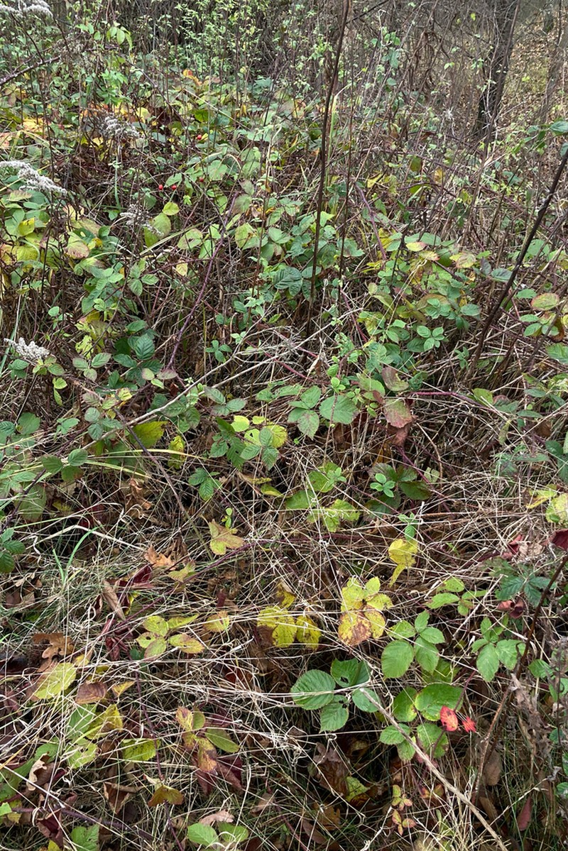 Rubus fabrimontanus photo 4