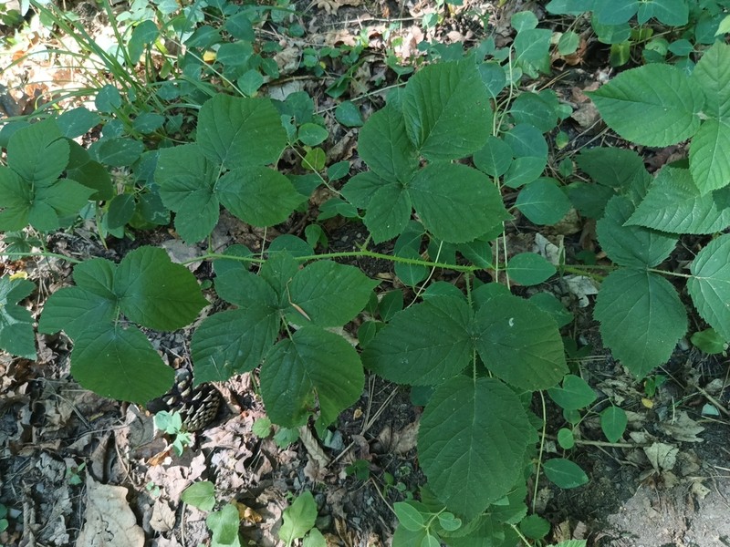 Rubus fabrimontanus photo 5