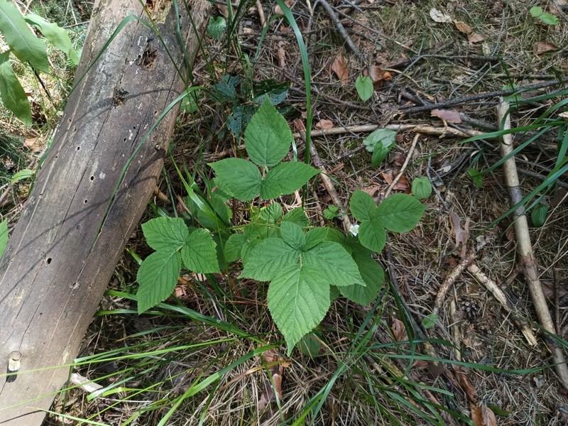 Rubus fabrimontanus photo 7