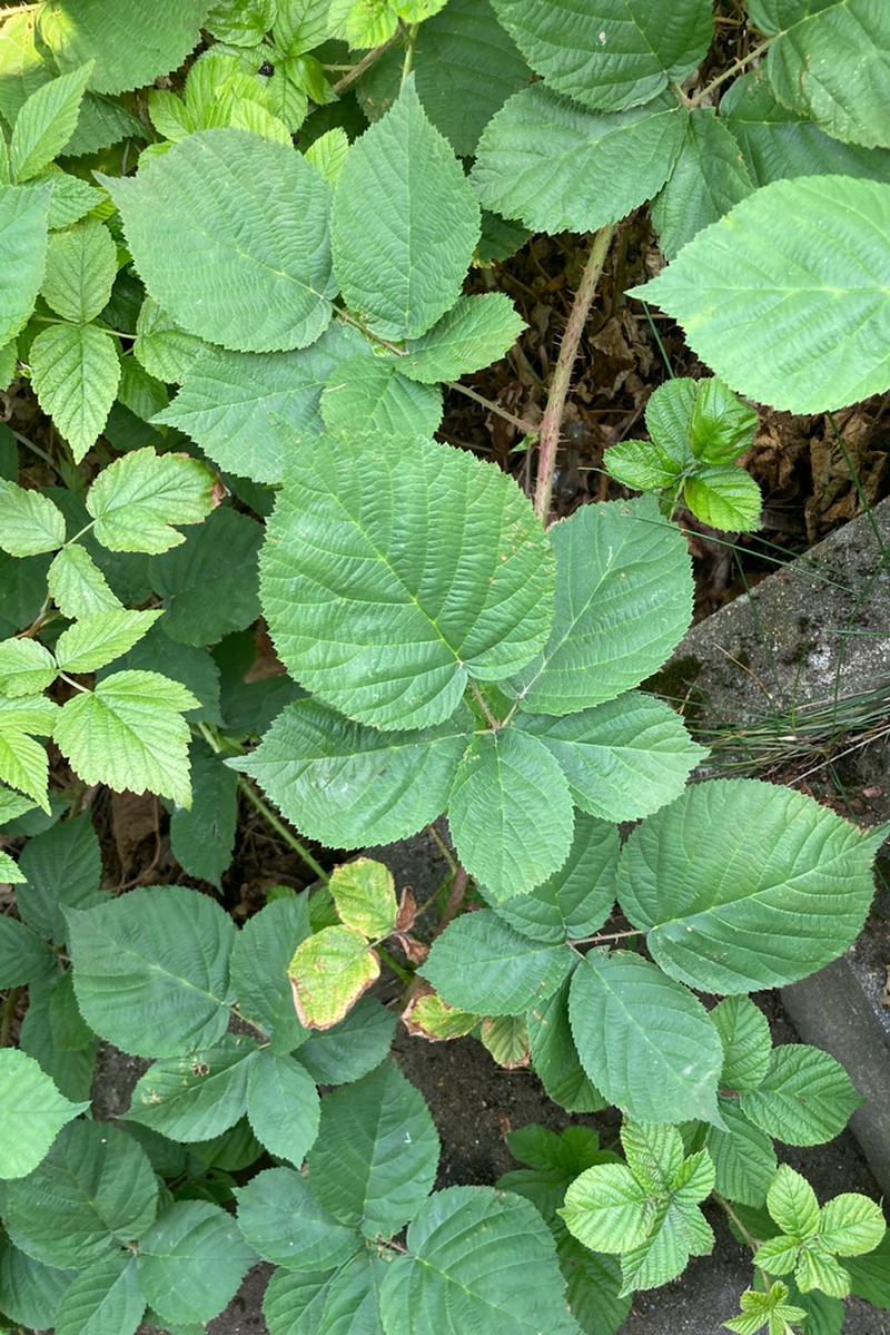 Rubus fabrimontanus photo 8
