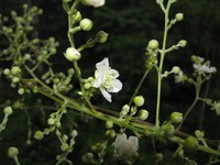 Rubus fagifolius
