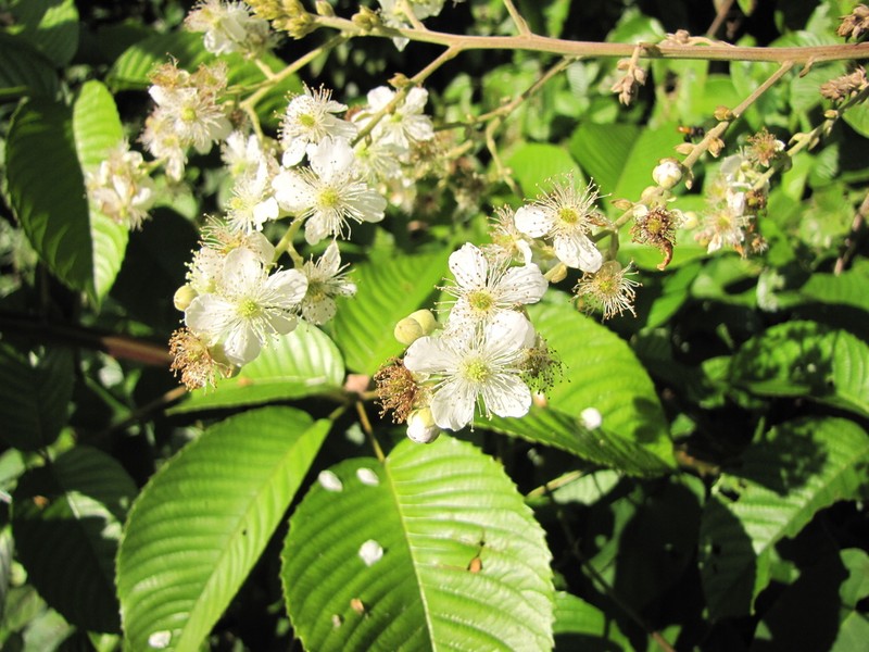 Rubus fagifolius photo 2