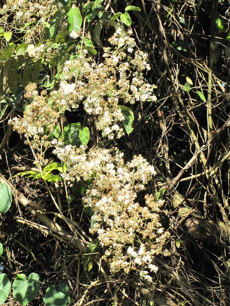Rubus fagifolius photo 3