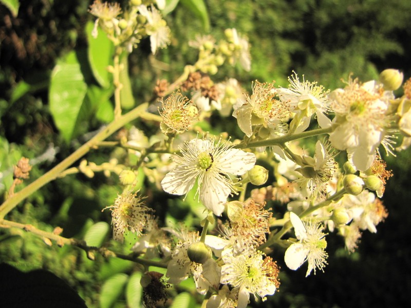 Rubus fagifolius photo 4
