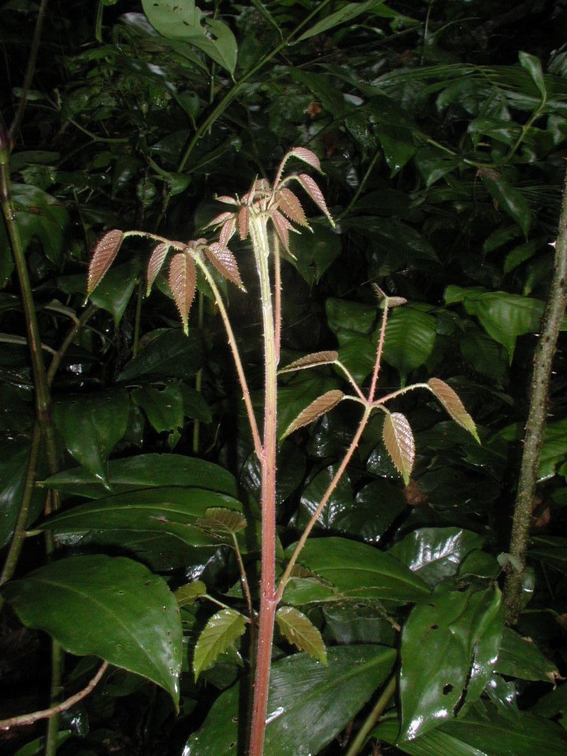 Rubus fagifolius photo 5
