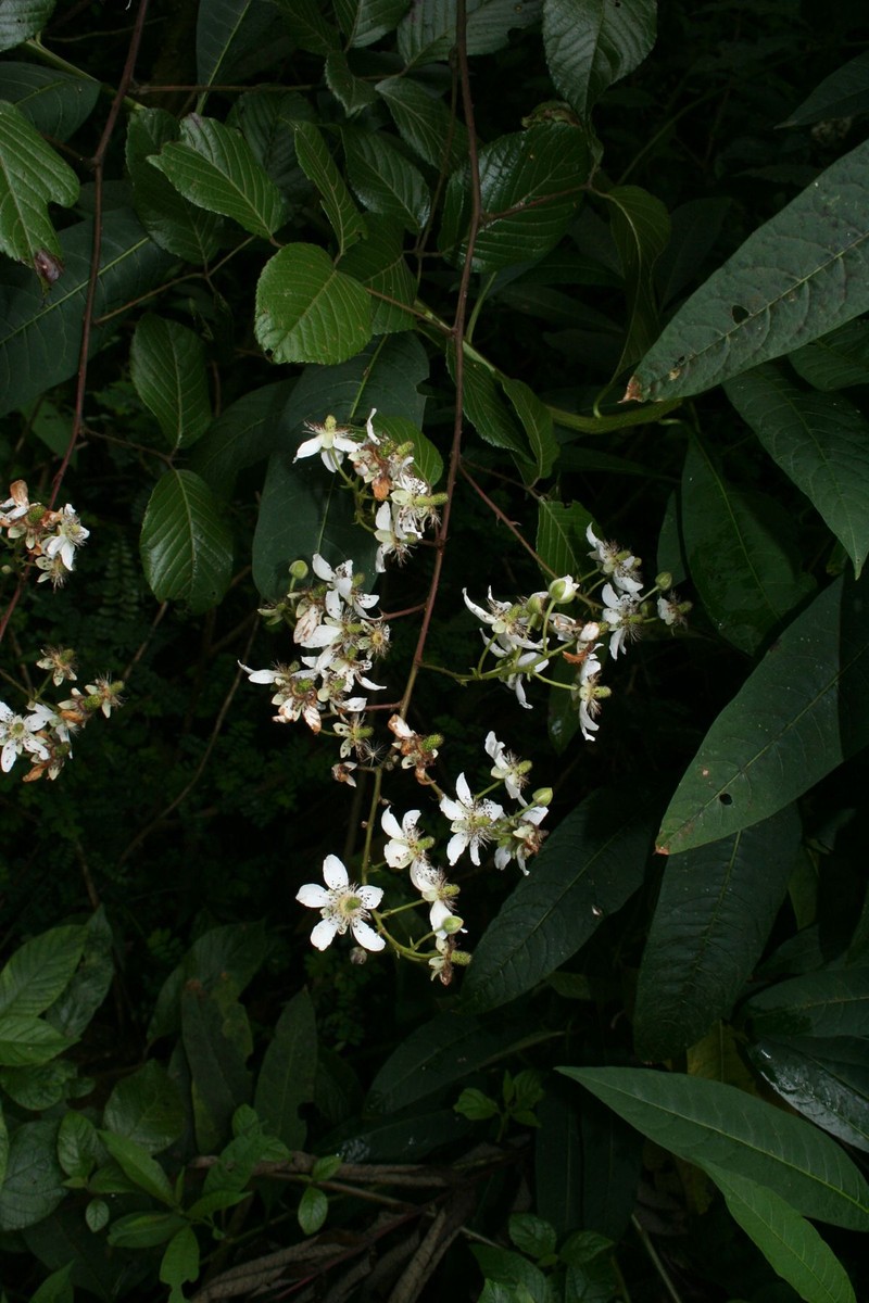 Rubus fagifolius photo 6