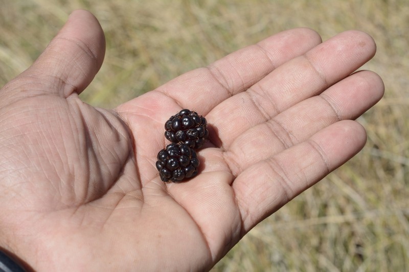 Rubus fairholmianus