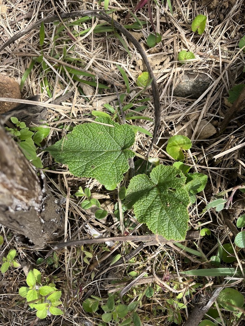 Rubus fairholmianus photo 2