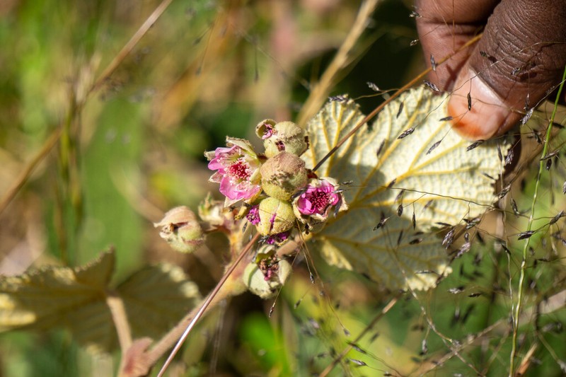 Rubus fairholmianus photo 3