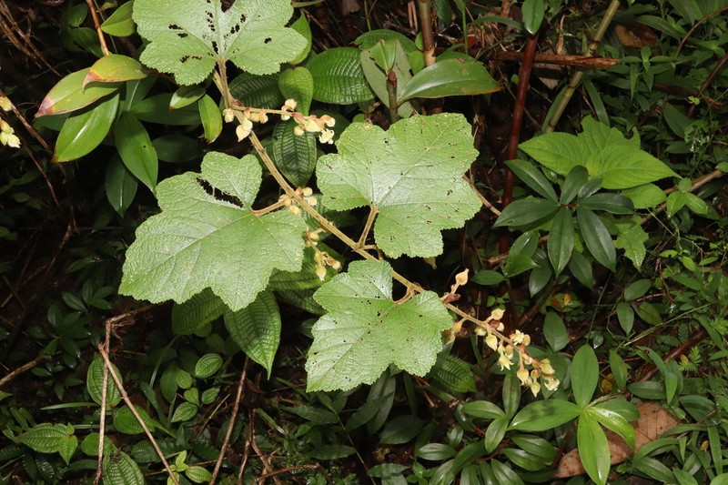 Rubus fairholmianus photo 4