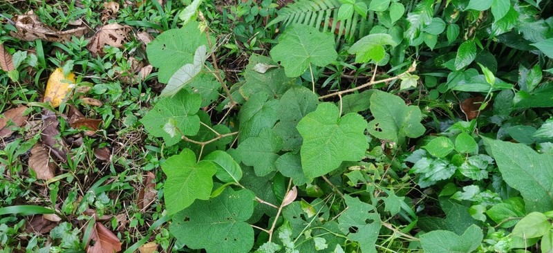 Rubus fairholmianus photo 5