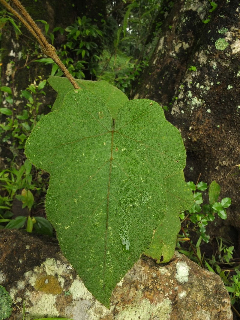Rubus fairholmianus photo 6