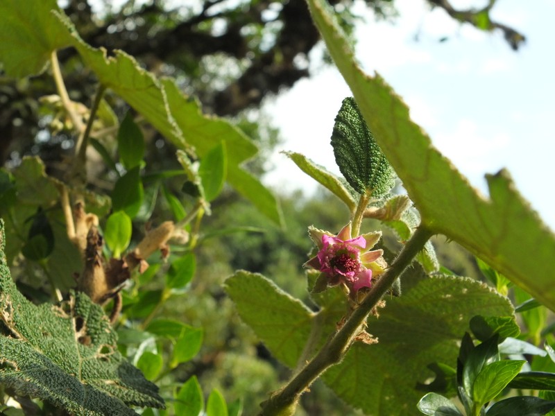 Rubus fairholmianus photo 7