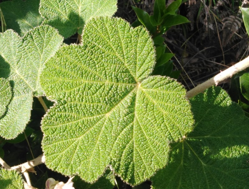 Rubus fairholmianus photo 8