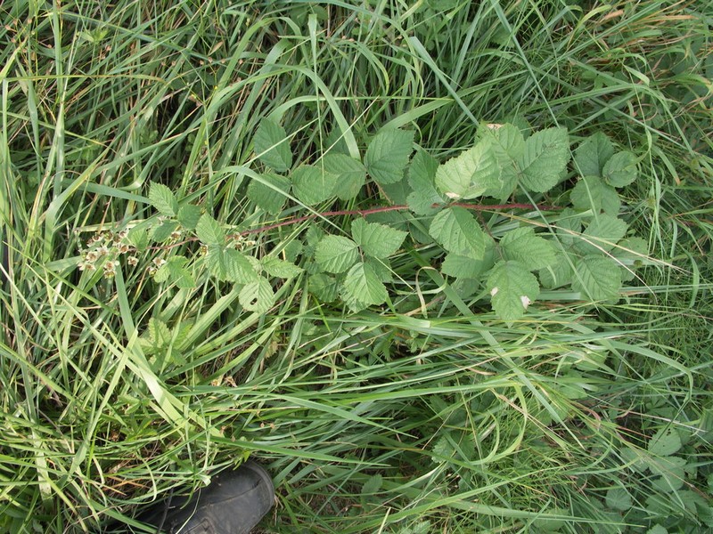 Rubus fasciculatiformis