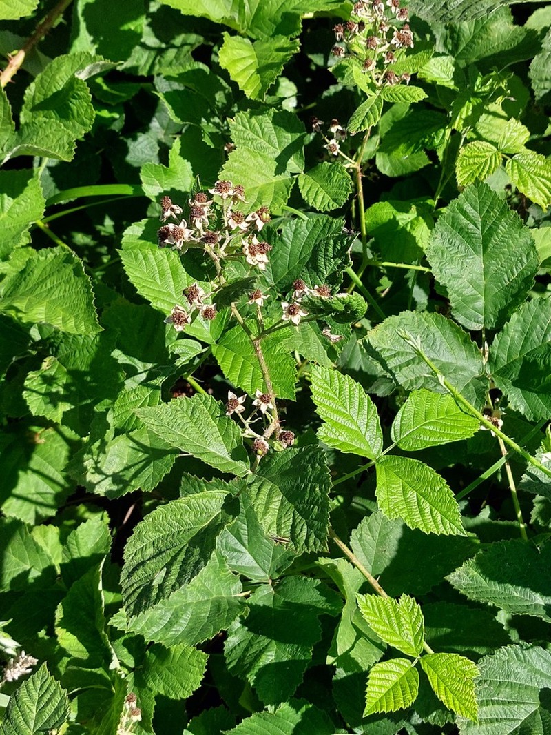 Rubus fasciculatiformis photo 2