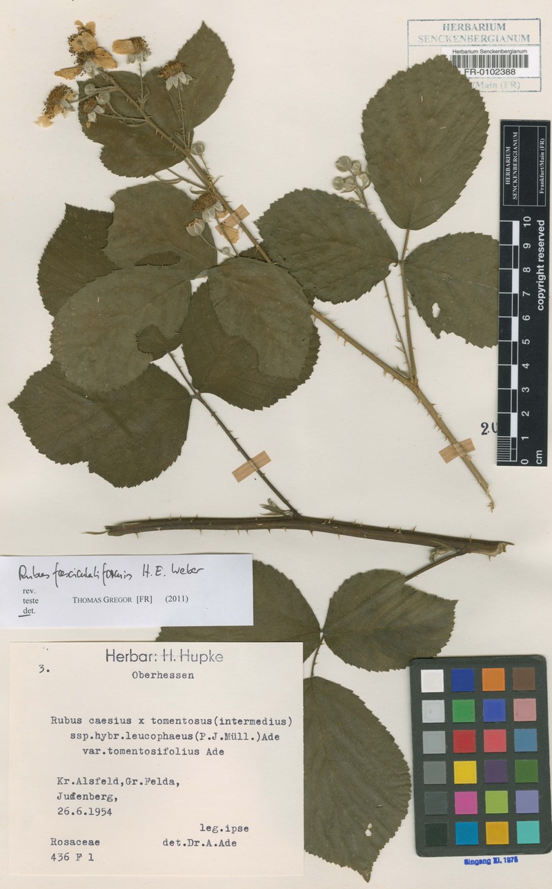 Rubus fasciculatiformis photo 3