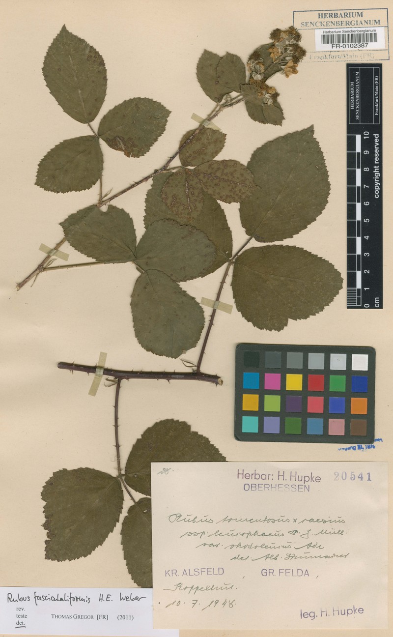 Rubus fasciculatiformis photo 4