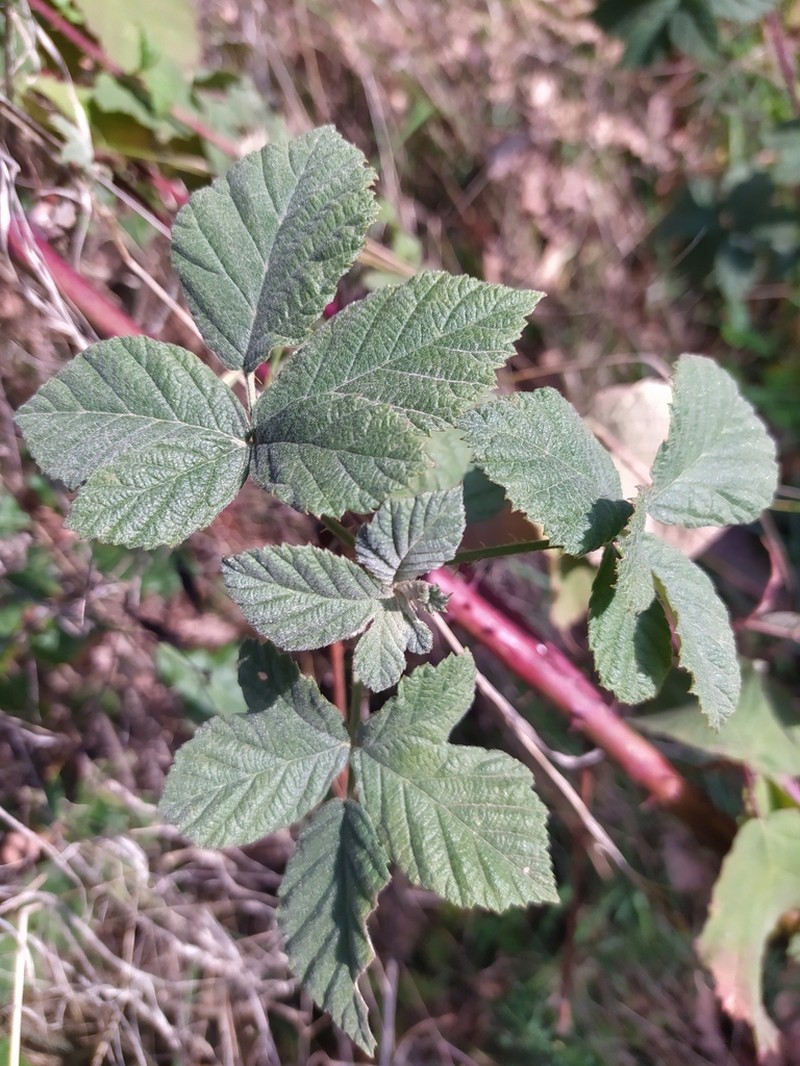 Rubus fasciculatus
