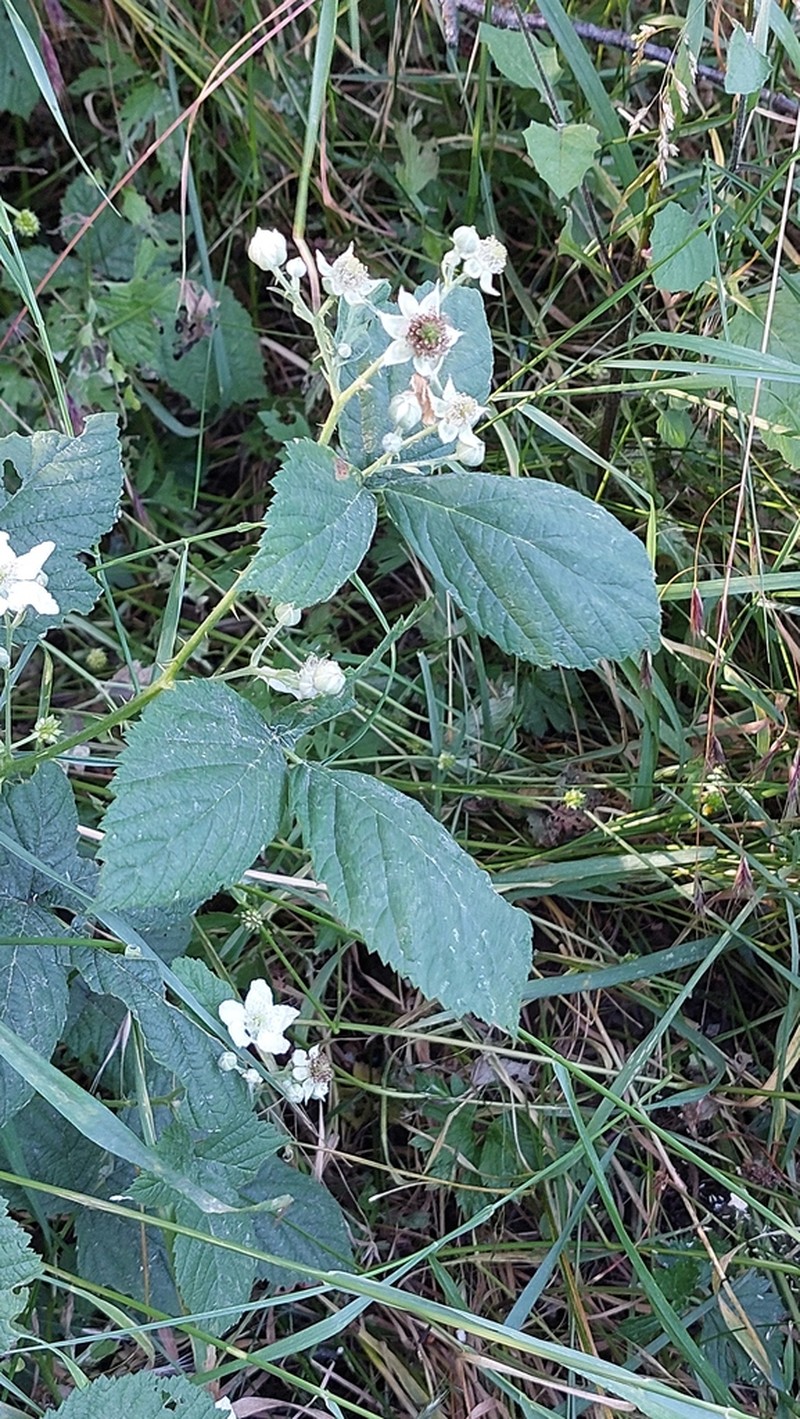 Rubus fasciculatus photo 2