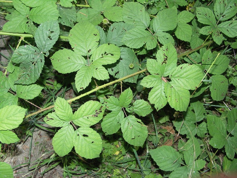 Rubus fasciculatus photo 4