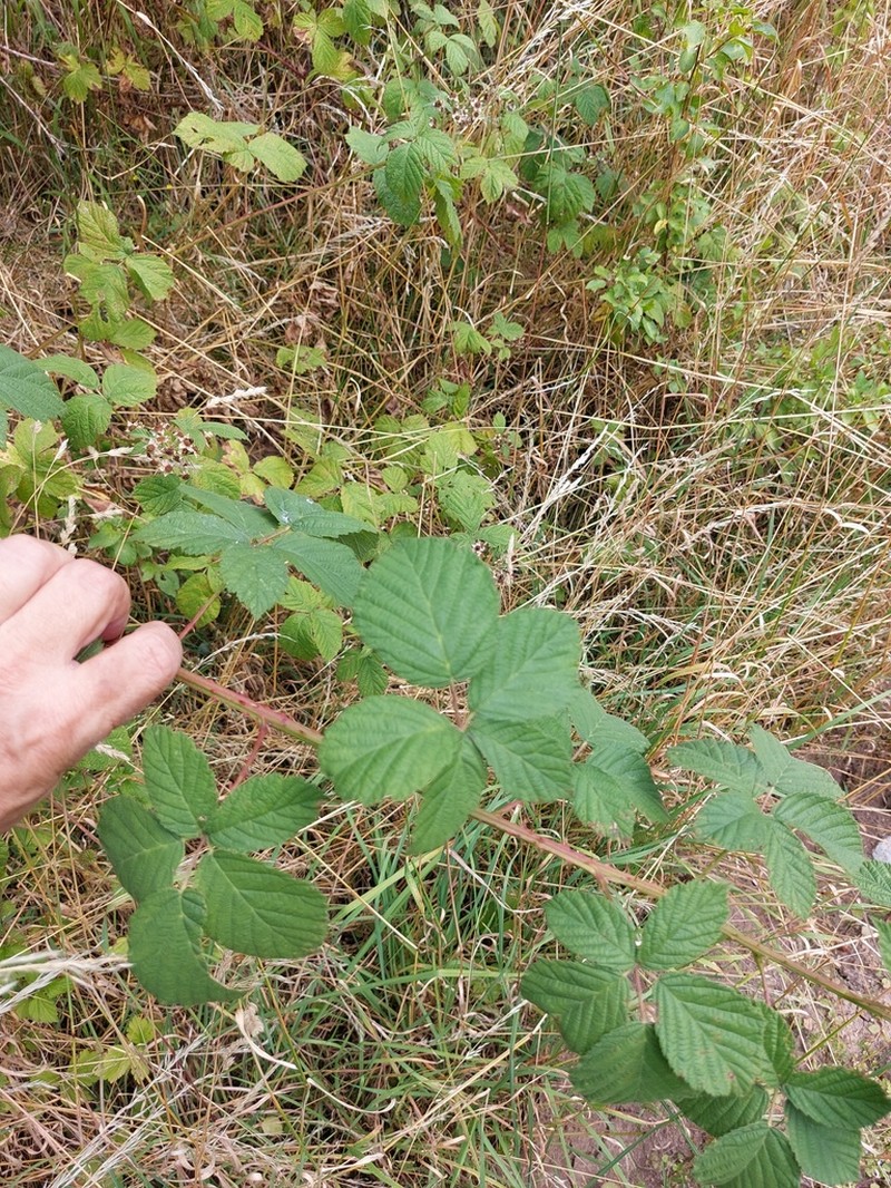Rubus fasciculatus photo 5