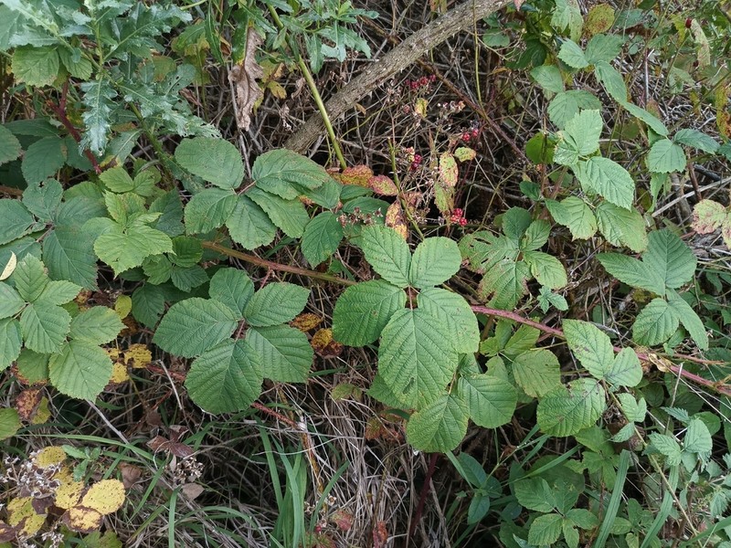 Rubus fasciculatus photo 6