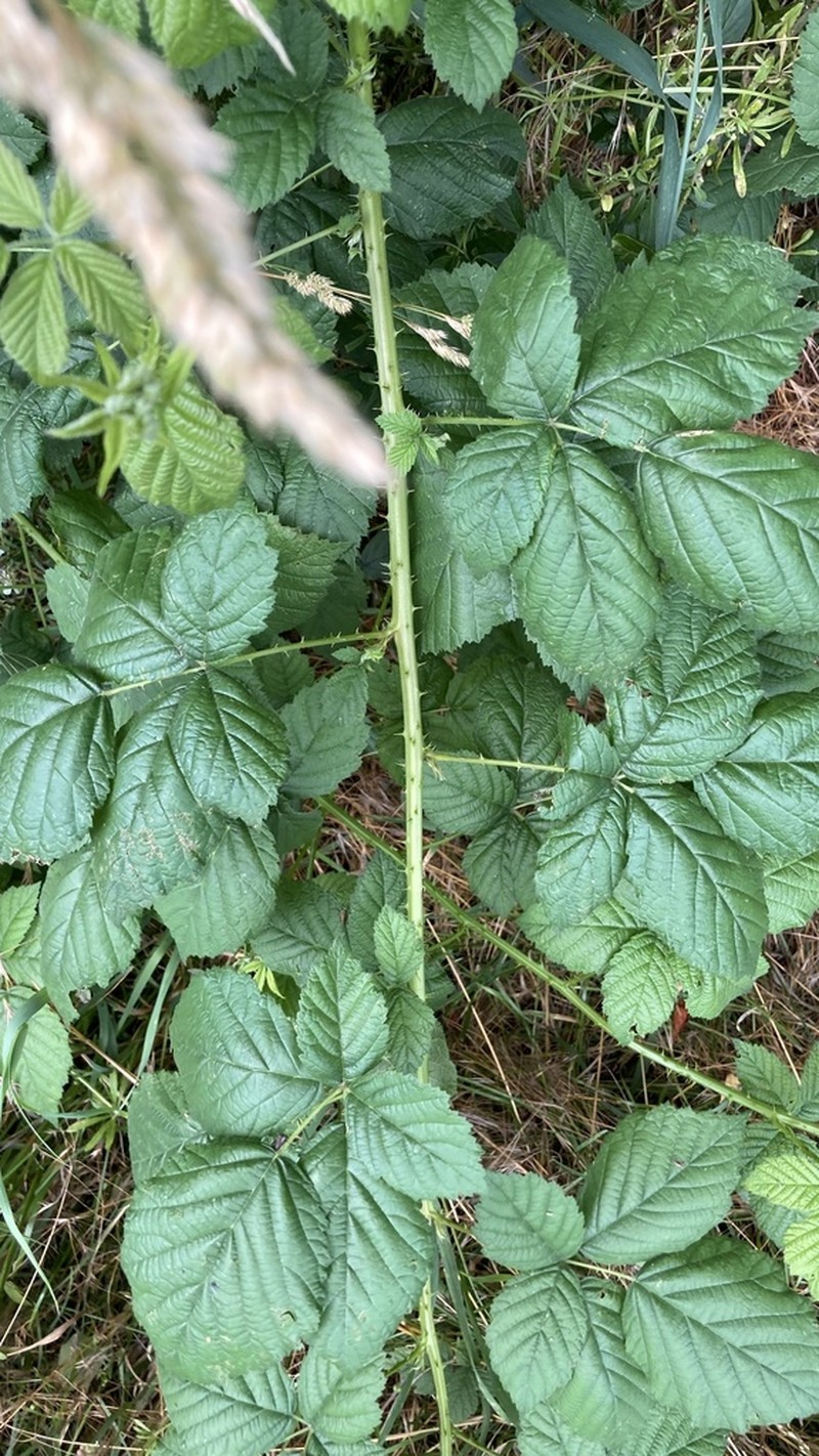 Rubus fasciculatus photo 7