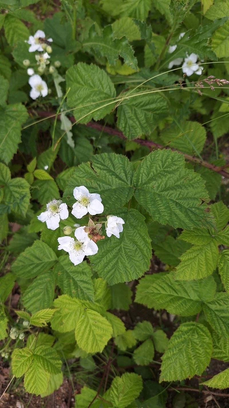 Rubus fasciculatus photo 8