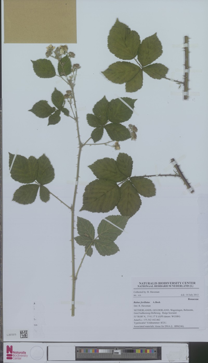 Rubus favillatus