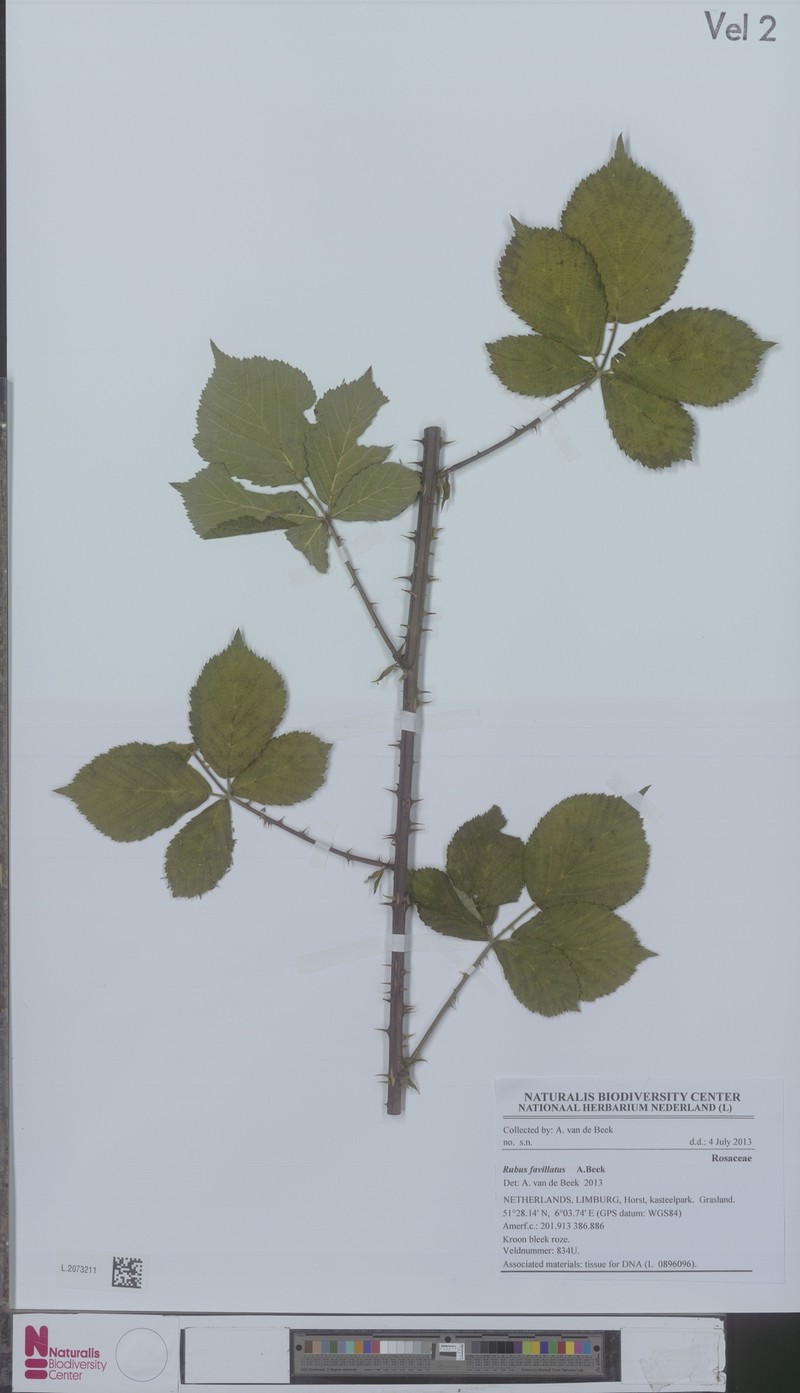 Rubus favillatus photo 3