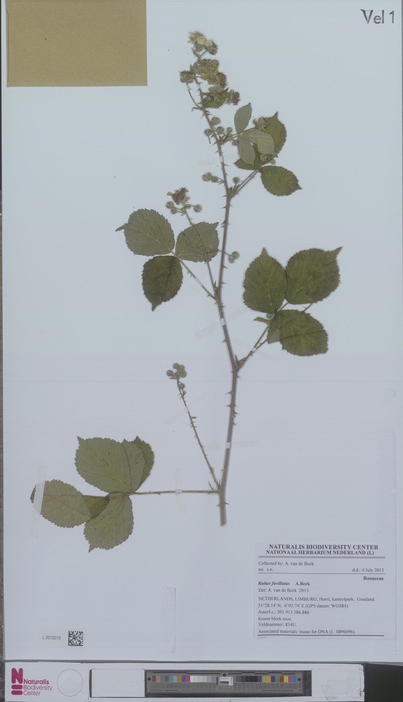 Rubus favillatus photo 4