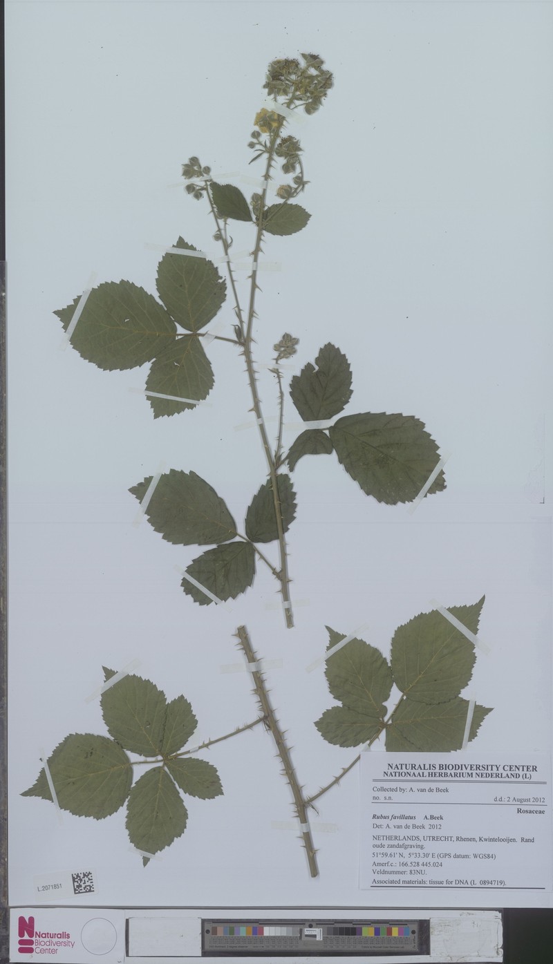 Rubus favillatus photo 5