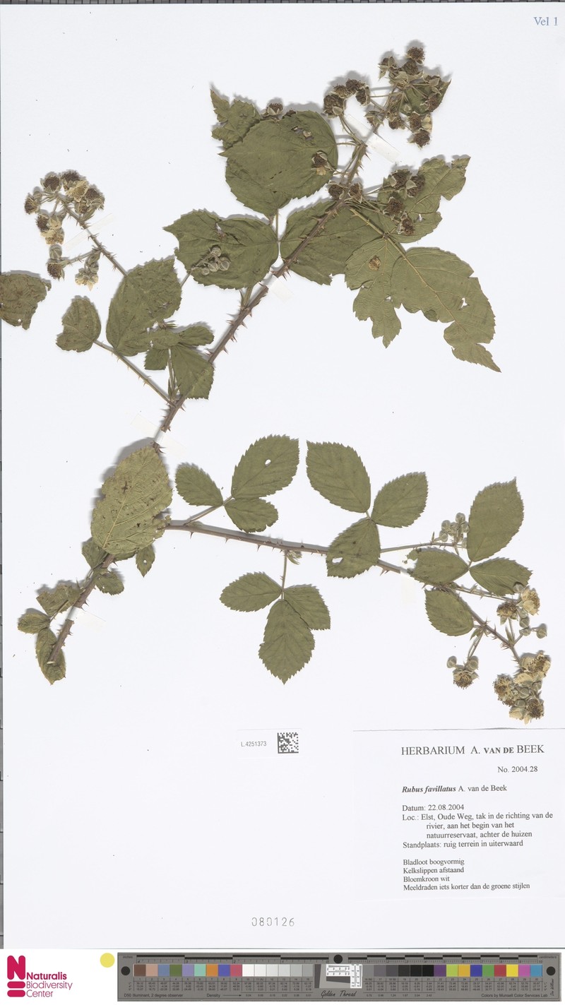 Rubus favillatus photo 6