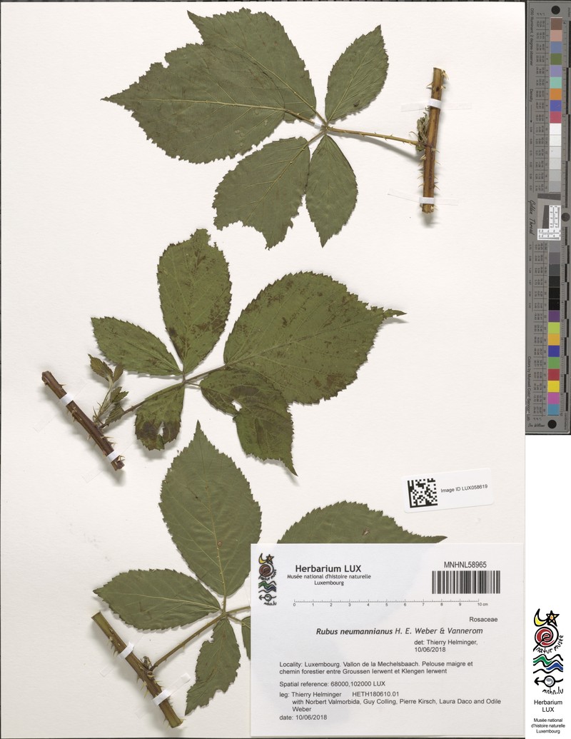 Rubus favonii