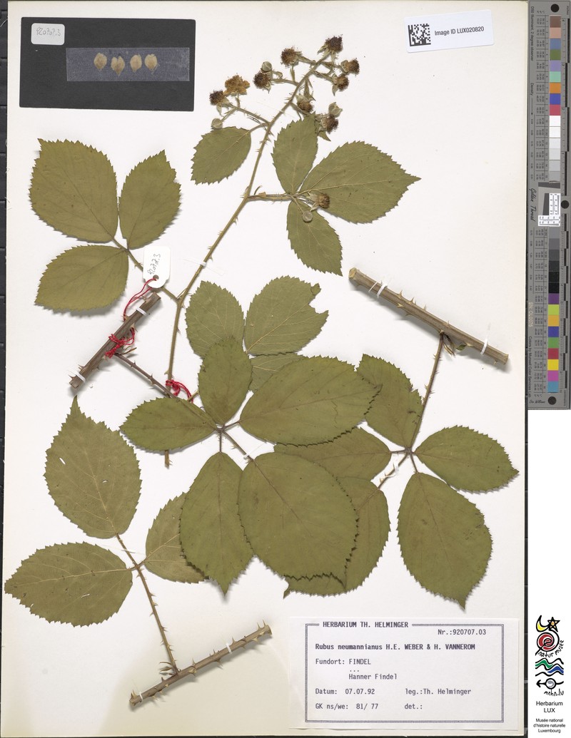 Rubus favonii photo 2
