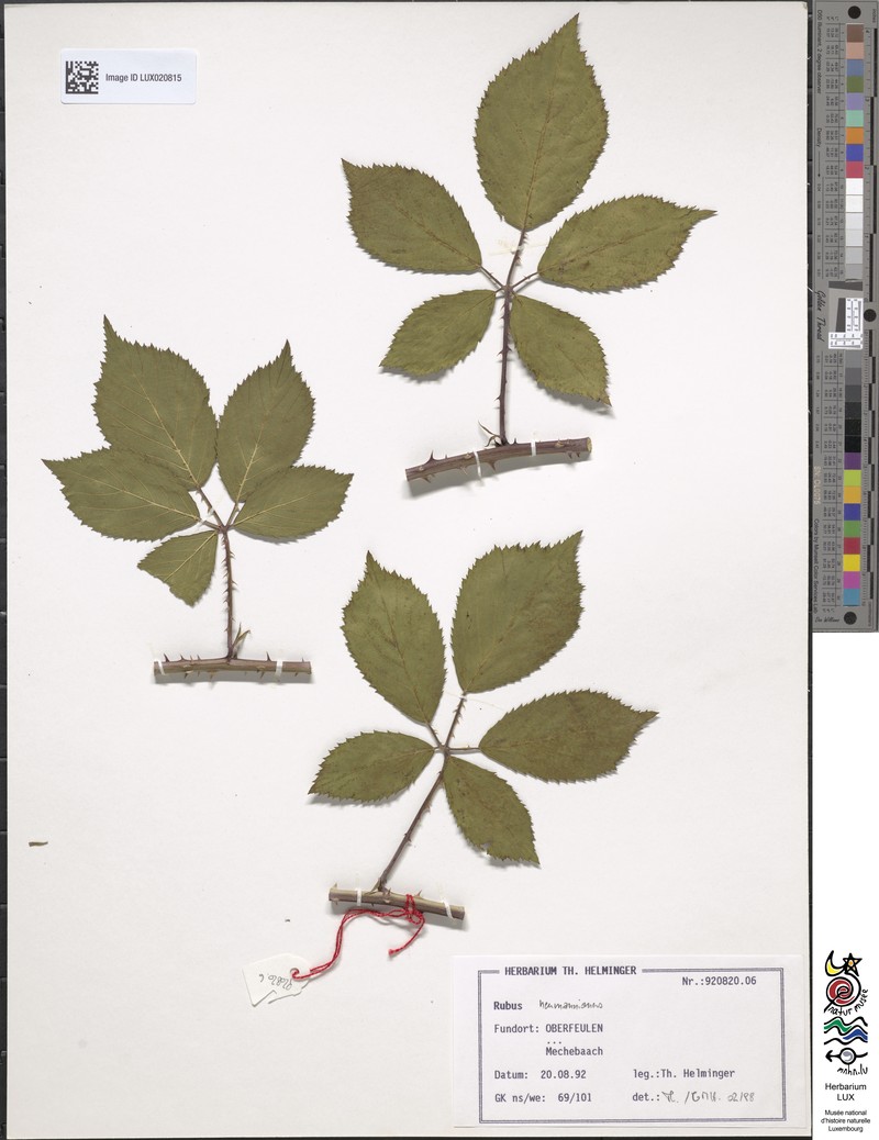 Rubus favonii photo 3